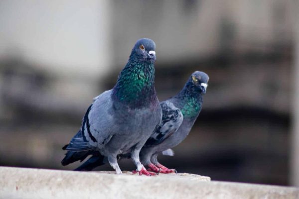 M33294 - Page Build Hero Image - Pigeons