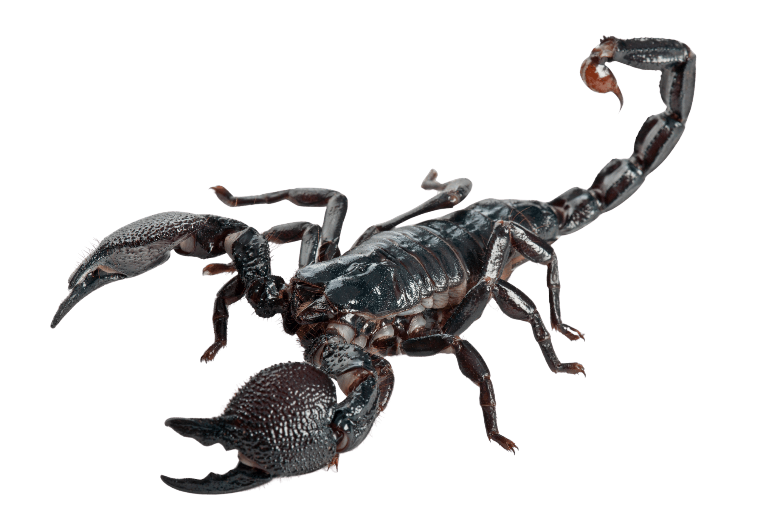 Emperor Scorpion