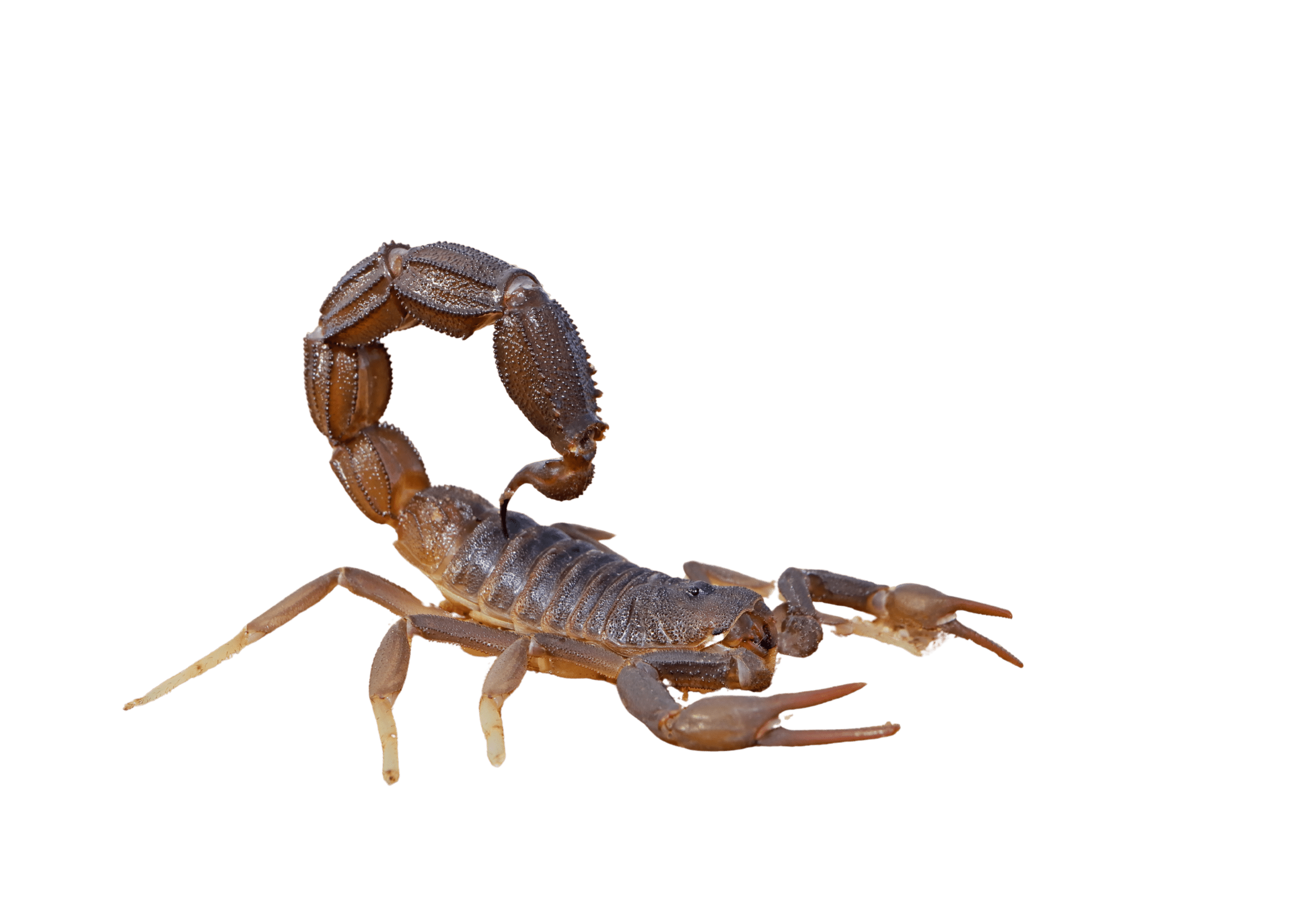 Brown Scorpion
