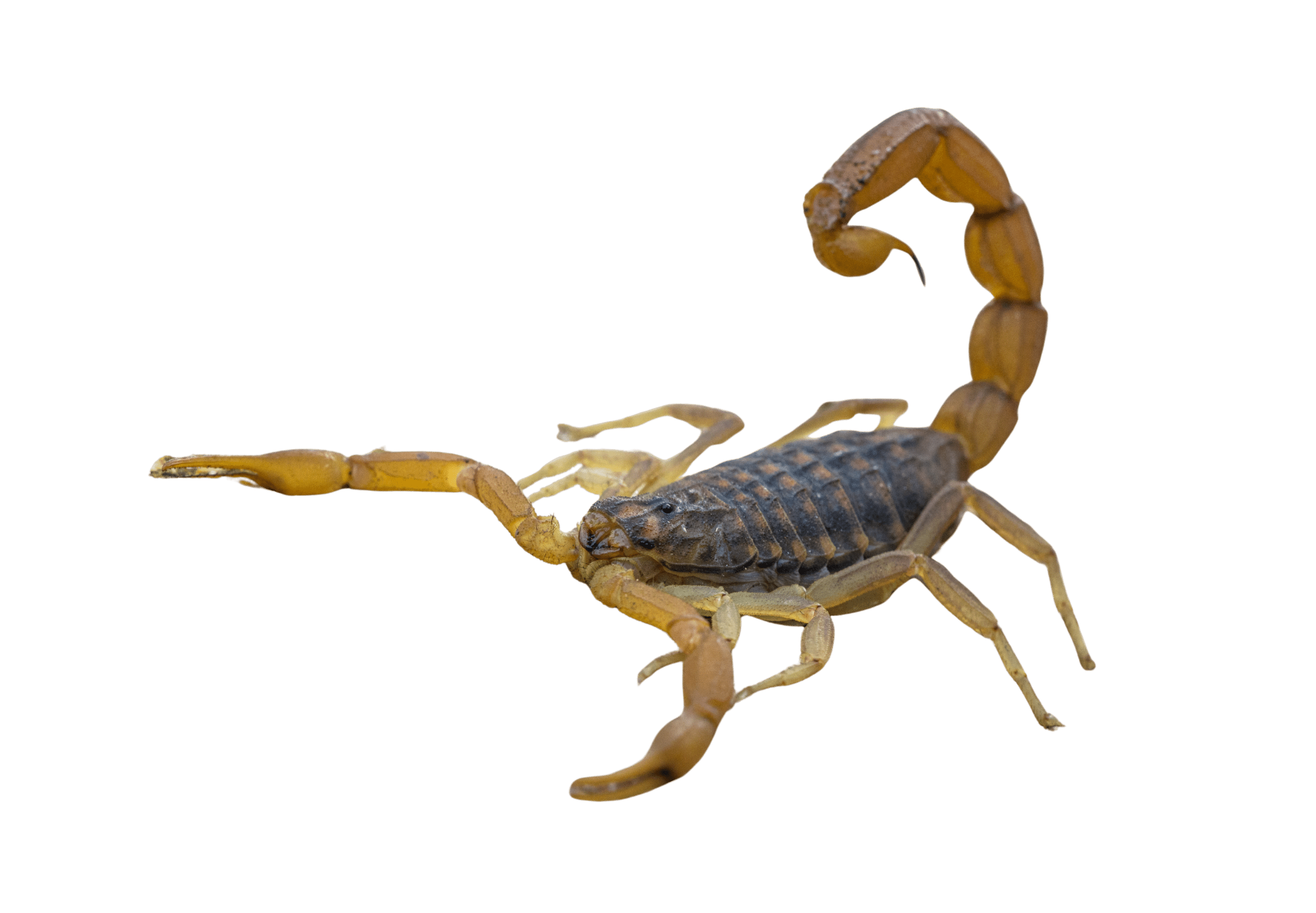 Desert Hairy Scorpions